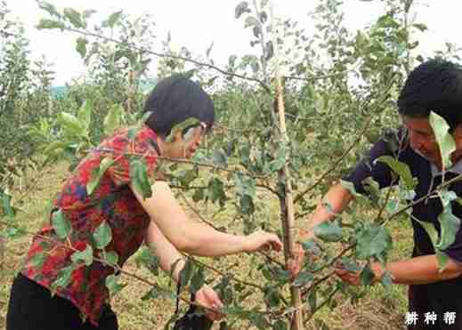 苹果树如何提高提高花芽质量？